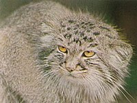 Pallas Cat image