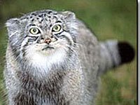 Pallas Cat image