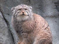 Pallas Cat picture