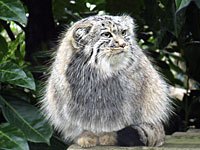 Pallas Cat photo