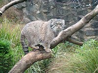 Pallas Cat