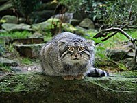 Pallas Cat