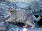 Pallas Cat wallpaper