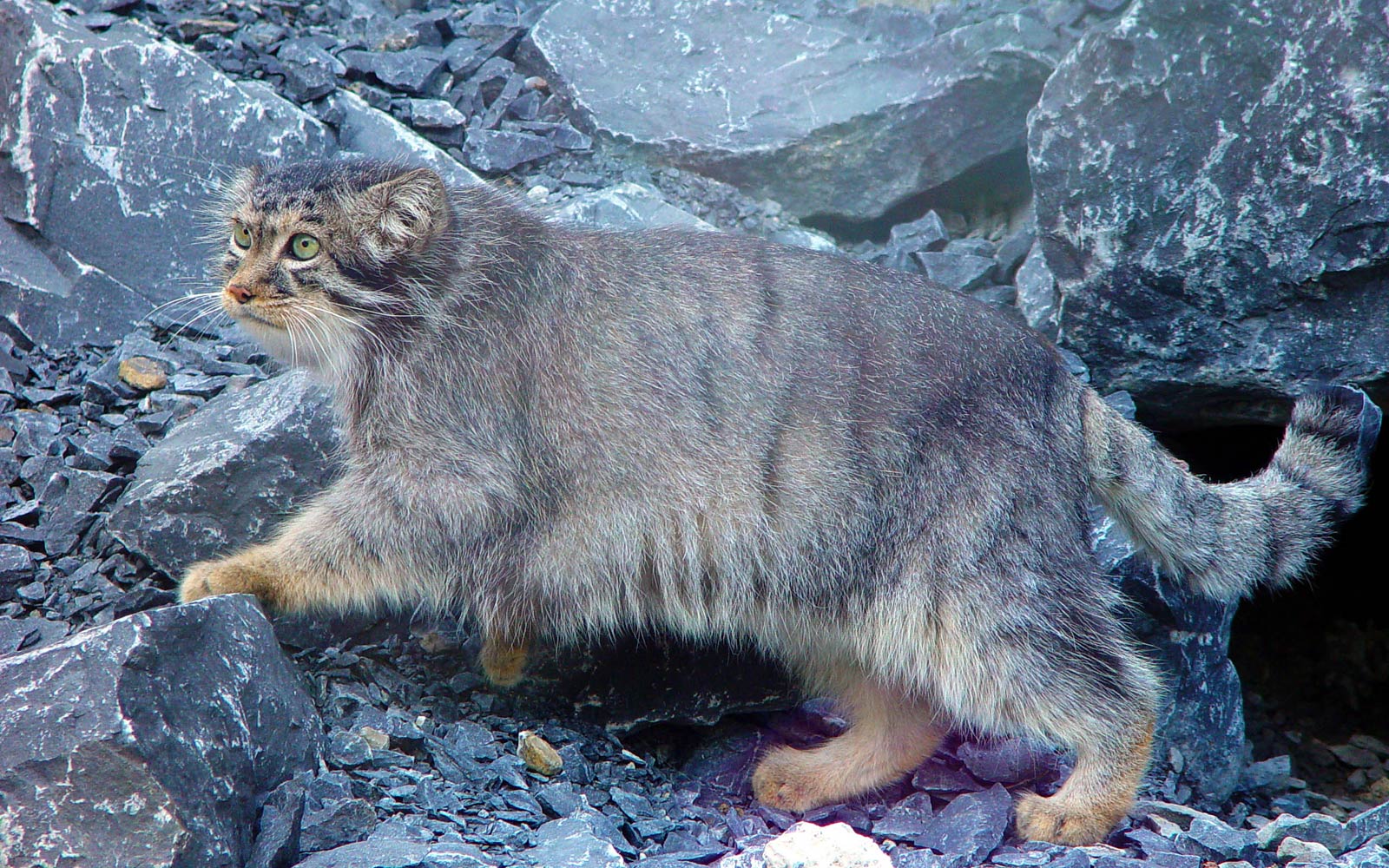 free Pallas Cat wallpaper wallpapers download