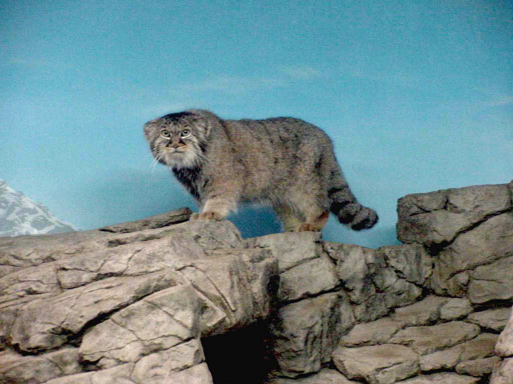 free Pallas Cat wallpaper wallpapers download