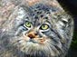 free pallas cat wallpaper