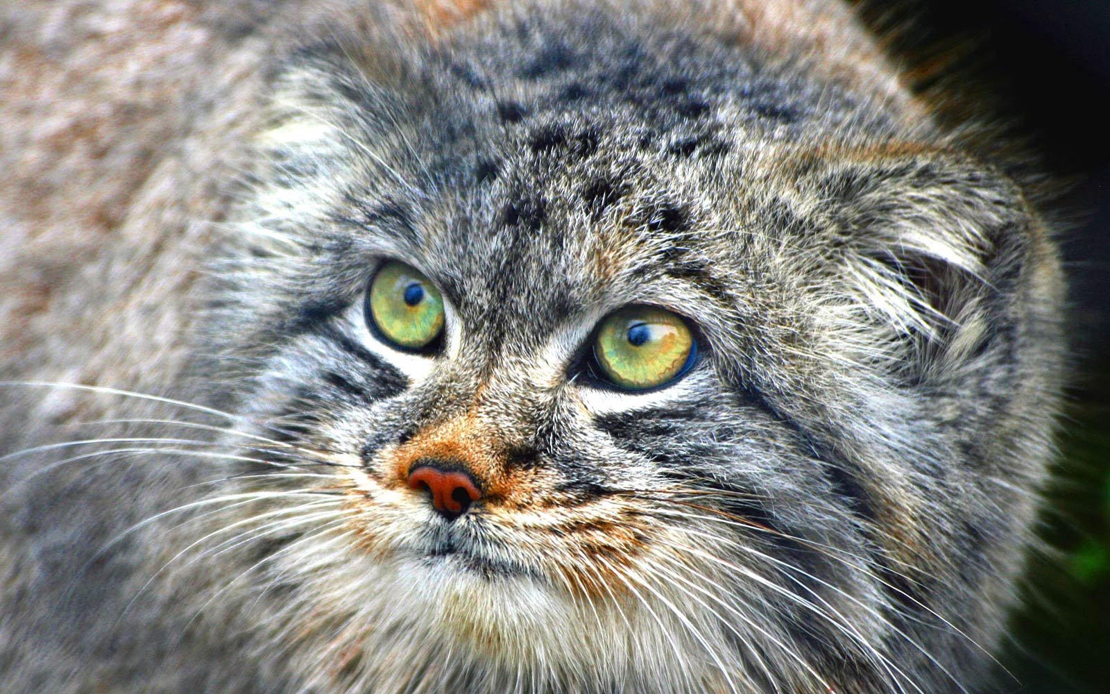 Free Pallas Cat Wallpaper download - Animals Town