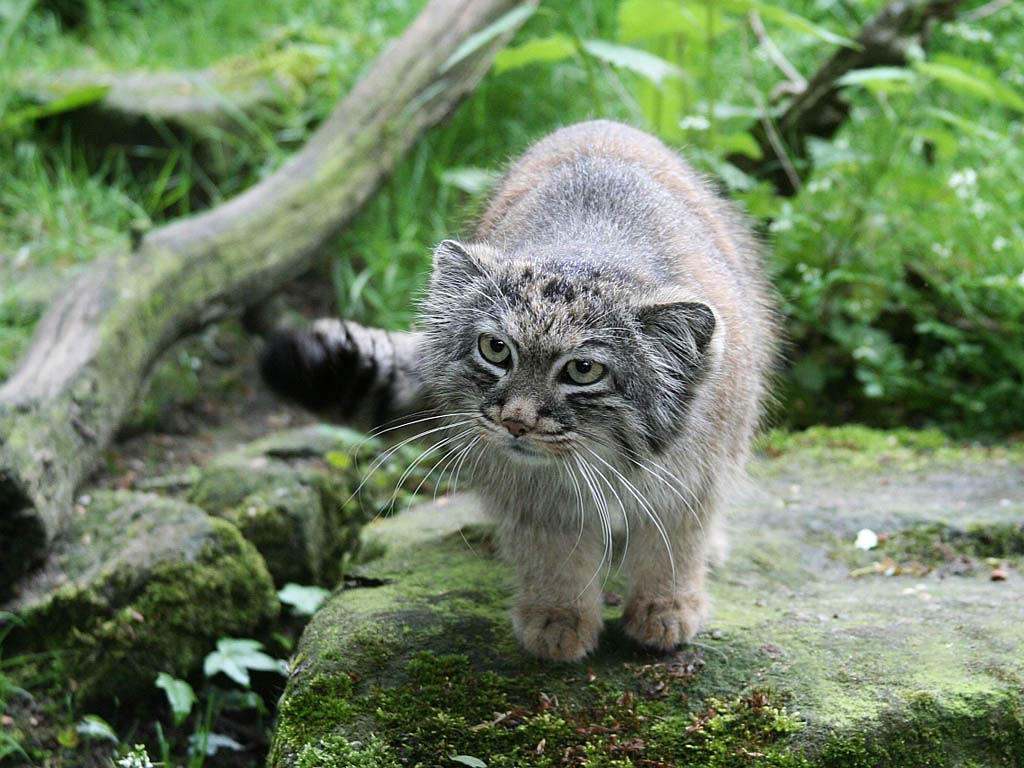 free Pallas Cat wallpaper wallpapers and background