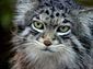 Pallas Cat wallpaper