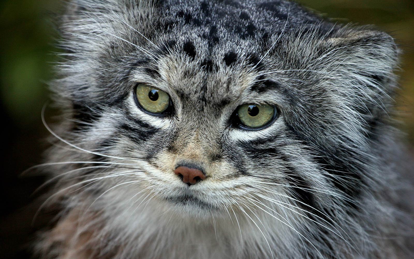 free Pallas Cat wallpaper wallpapers download