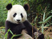 Panda image