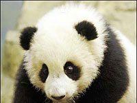 panda image image