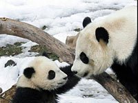 panda image photo