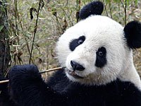 panda image picture