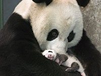 panda with her baby