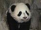 free  panda wallpaper