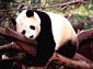 panda desktop wallpaper