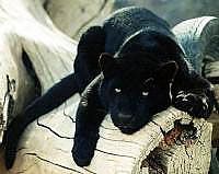 Panther picture