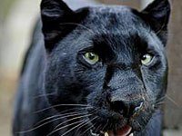 Panther photo
