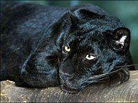 Panther