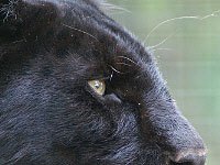 Panther close up