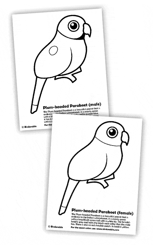 free Parakeet coloring page color