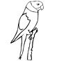 parakeet coloring page
