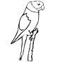 Parakeet coloring page