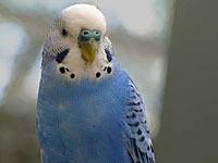 Parakeet picture