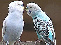 Two Parakeets