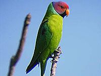 Parakeet photo