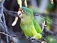 Wild Parakeet image