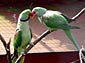 Parakeet wallpaper