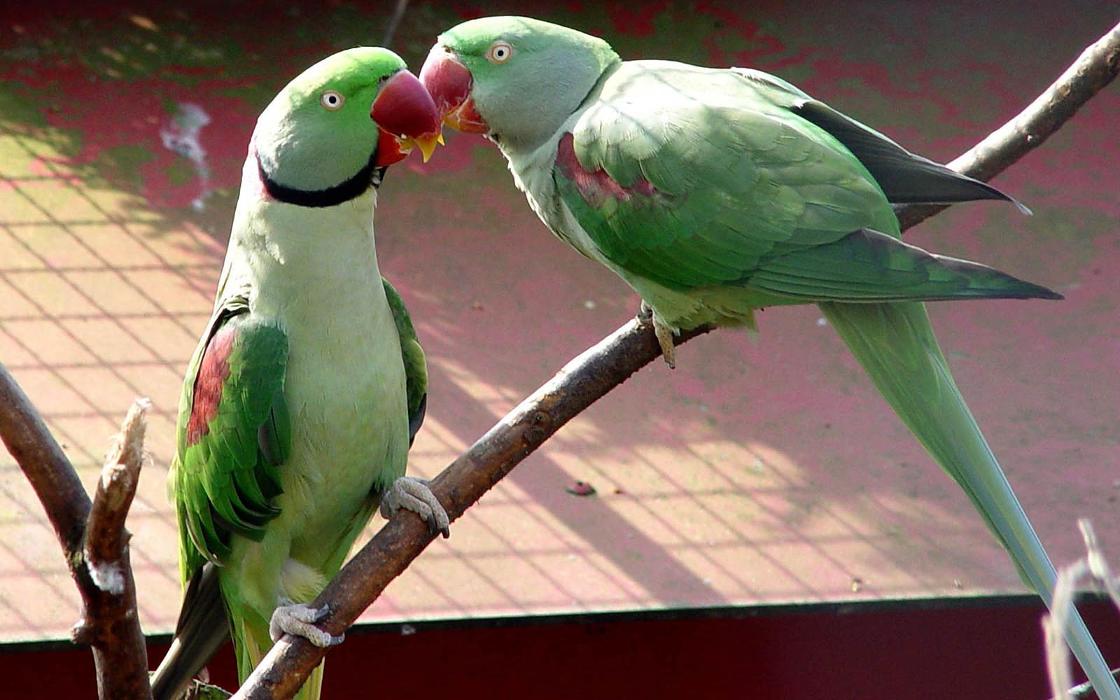 free Parakeet wallpaper wallpapers download