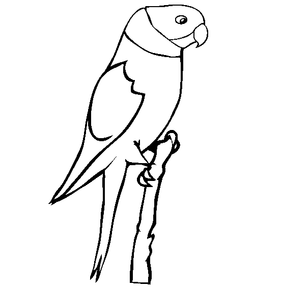 free Parrot coloring page