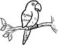 Parrot coloring page