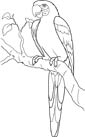 Parrot coloring page