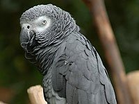 Grey Parrot picture