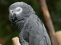 Grey parrot