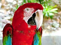 Red parrot