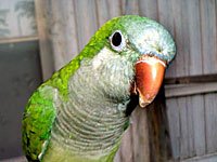 Green parrot