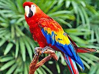 Parrot picture