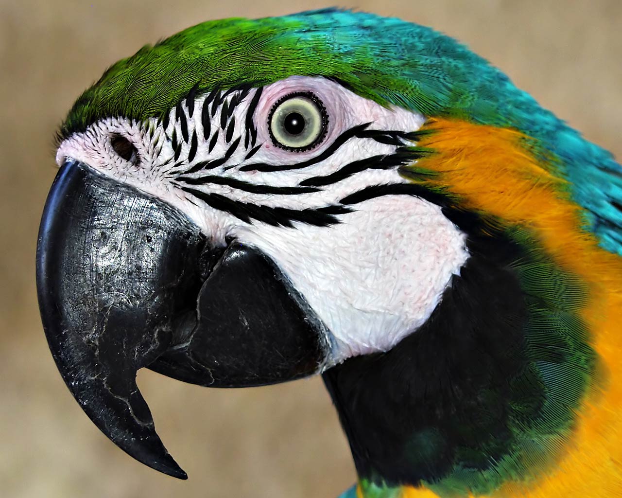 free Parrot wallpaper wallpapers download