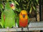 parrot wallpaper