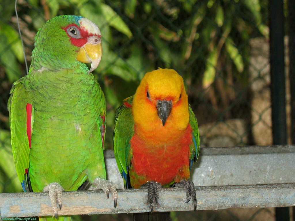 free Parrot wallpaper wallpapers download