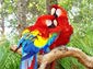parrot desktop wallpapers