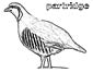 Partridge coloring page