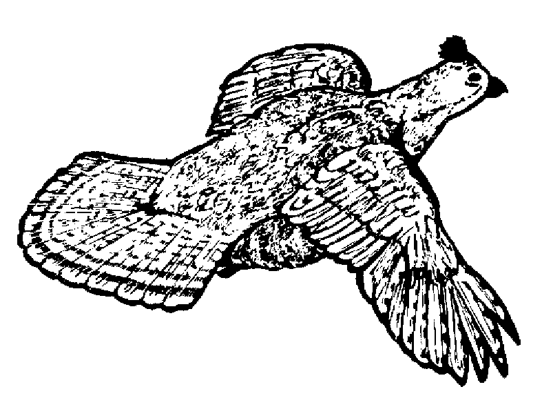 Partridge coloring page sheet