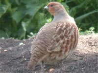 Partridge image