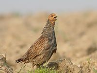 Partridge photo